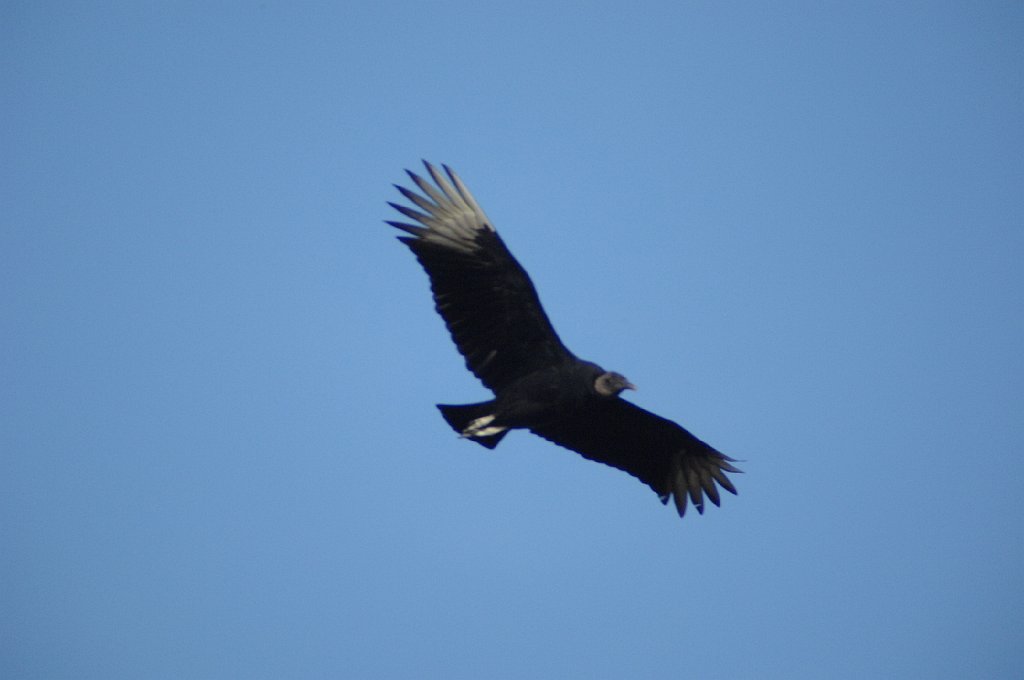 Vulture, Black, 2010-01166379 Everglades NP, FL.JPG - Black Vulture. Anhinga Trail, Everglades National Park, FL, 1-16-2010